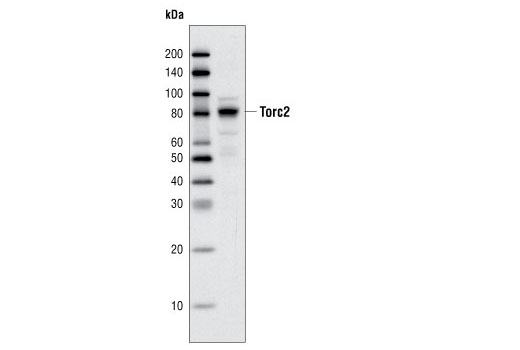 Western Blotting Image 1: TORC2/CRTC2 Antibody
