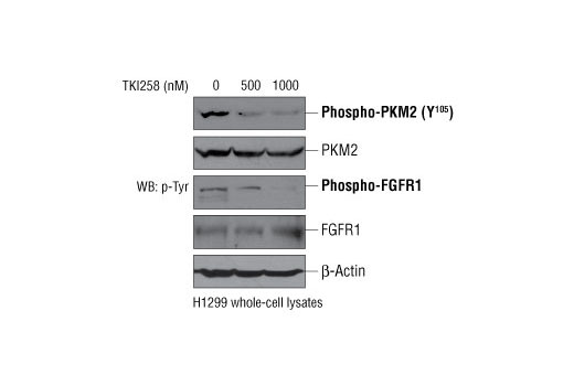 Western Blotting Image 2: Phospho-PKM2 (Tyr105) Antibody