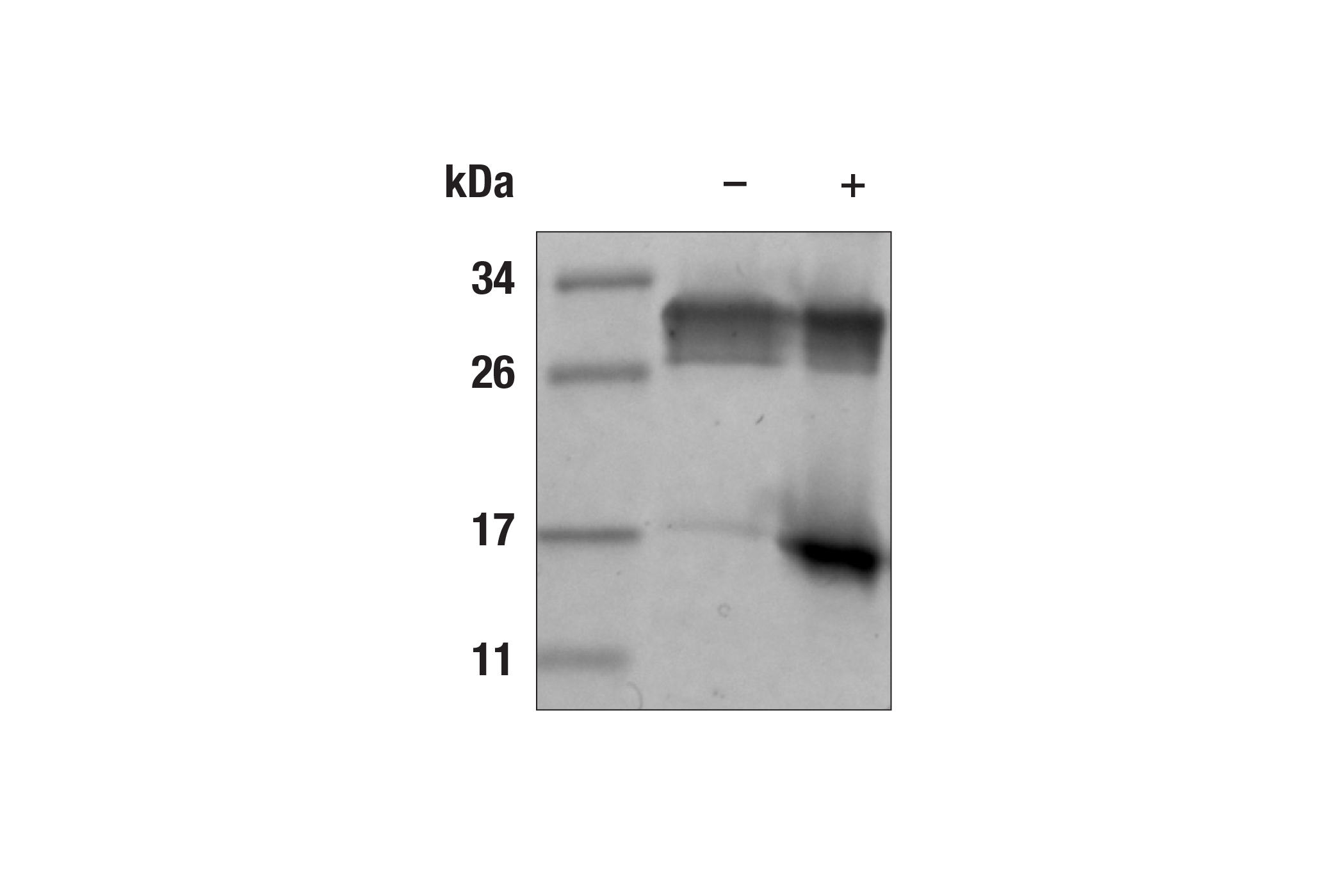  Image 1: Human VEGF-121 Recombinant Protein