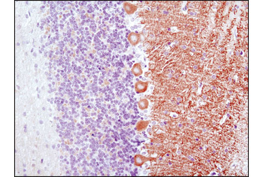 Immunohistochemistry Image 1: FAAH1 (C84F1) Rabbit mAb