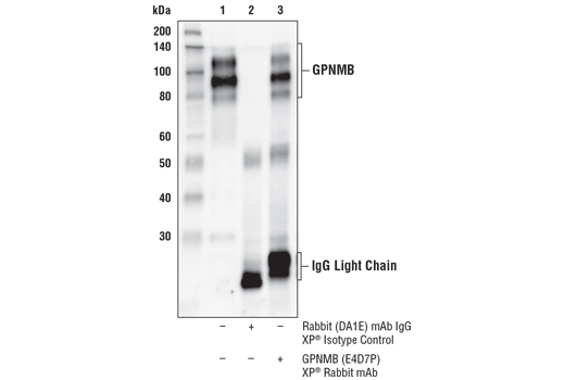 Immunoprecipitation Image 1: GPNMB (E4D7P) XP® Rabbit mAb