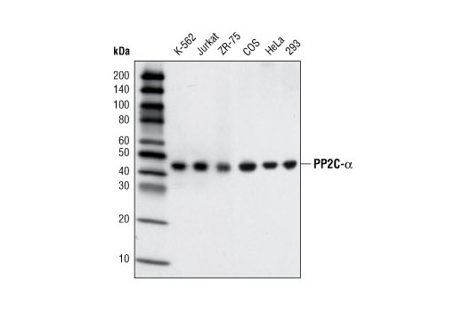 Western Blotting Image 1: PP2C-α (D18C10) XP® Rabbit mAb (BSA and Azide Free)