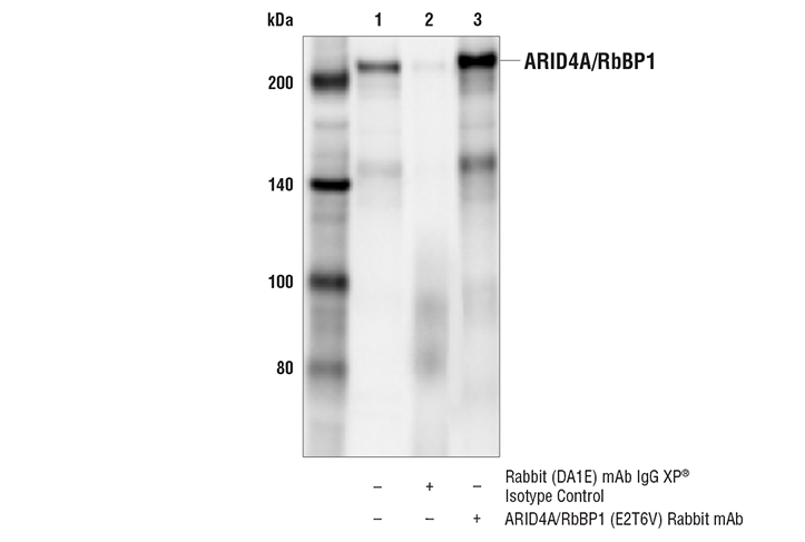 Immunoprecipitation Image 1: ARID4A/RbBP1 (E2T6V) Rabbit mAb