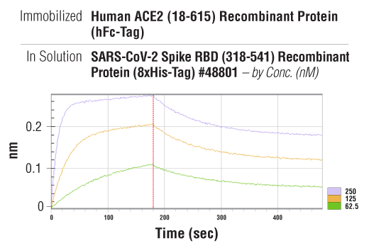  Image 3: Human ACE2 (18-615) Recombinant Protein (hFc-Tag)