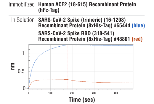  Image 4: Human ACE2 (18-615) Recombinant Protein (hFc-Tag)