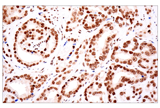 Immunohistochemistry Image 12: TDP43 (E2G6G) Rabbit mAb (BSA and Azide Free)
