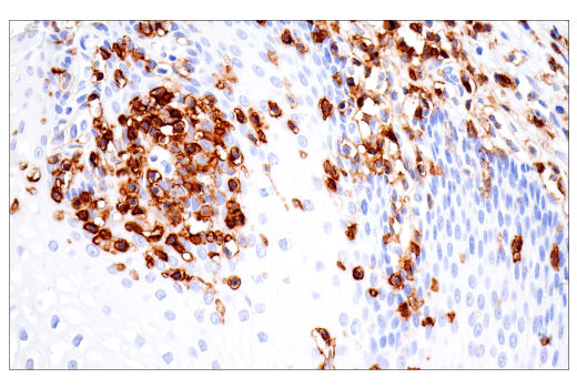 Immunohistochemistry Image 8: CD43 (MT1) Mouse mAb