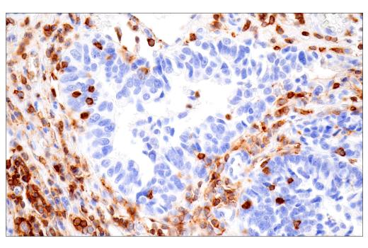 Immunohistochemistry Image 7: CD43 (MT1) Mouse mAb