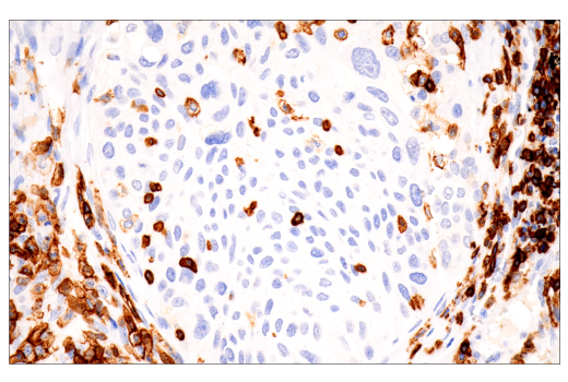 Immunohistochemistry Image 1: CD43 (MT1) Mouse mAb