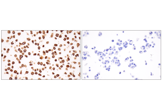 Immunohistochemistry Image 11: CD43 (MT1) Mouse mAb