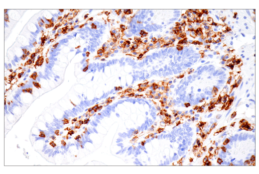 Immunohistochemistry Image 9: CD43 (MT1) Mouse mAb