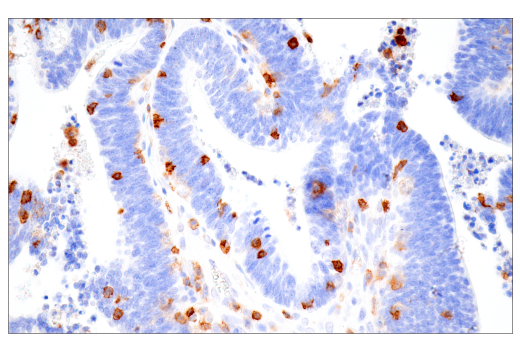 Immunohistochemistry Image 6: CD43 (MT1) Mouse mAb