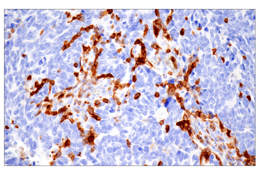 Immunohistochemistry Image 5: CD43 (MT1) Mouse mAb