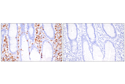 Immunohistochemistry Image 10: CD43 (MT1) Mouse mAb