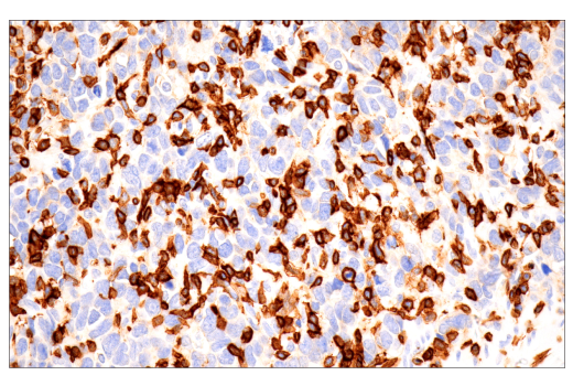 Immunohistochemistry Image 2: CD43 (MT1) Mouse mAb
