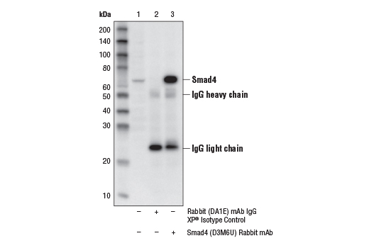  Image 10: Smad 1/5/9 Antibody Sampler Kit