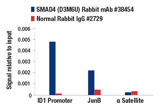Chromatin Immunoprecipitation Image 3: SMAD4 (D3M6U) Rabbit mAb