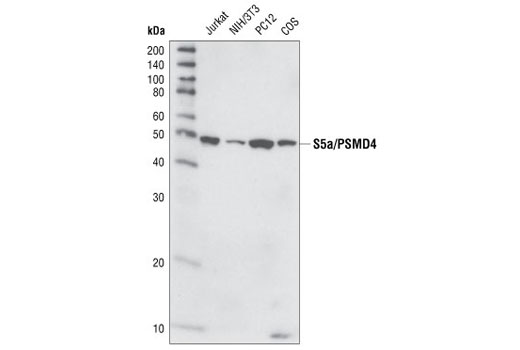 Western Blotting Image 1: S5a/PSMD4 Antibody