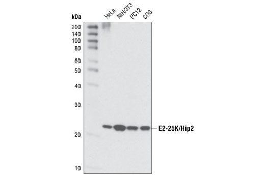 Western Blotting Image 1: E2-25K/Hip2 Antibody