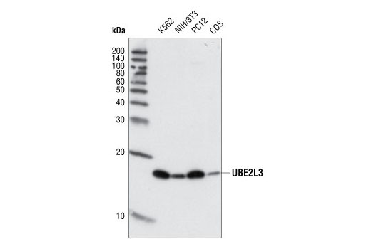 Western Blotting Image 1: UBE2L3 Antibody