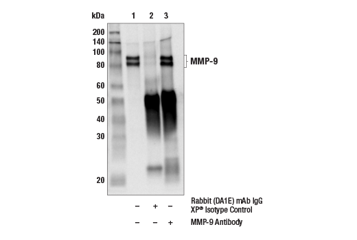 Immunoprecipitation Image 1: MMP-9 Antibody