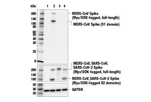 Western Blotting Image 1: MERS-CoV Spike Protein (E9P2L) Mouse mAb