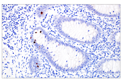 Immunohistochemistry Image 8: POU2F3 (E5N2D) XP® Rabbit mAb (BSA and Azide Free)