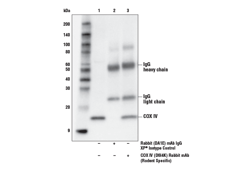 Immunoprecipitation Image 1: COX IV (D6I4K) Rabbit mAb (Rodent Specific)