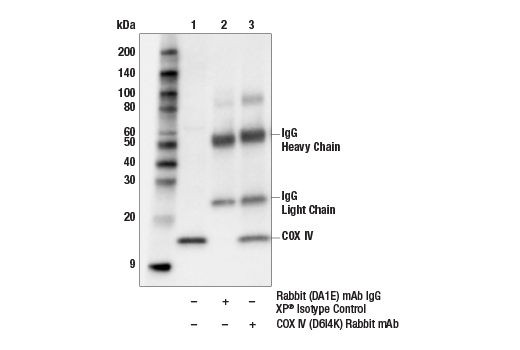 Immunoprecipitation Image 1: COX IV (D6I4K) Rabbit mAb