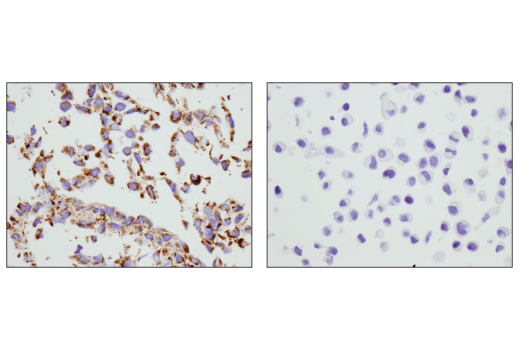 Immunohistochemistry Image 1: COX IV (D6I4K) Rabbit mAb (Rodent Specific)