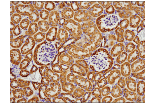 Immunohistochemistry Image 2: COX IV (D6I4K) Rabbit mAb (Rodent Specific)