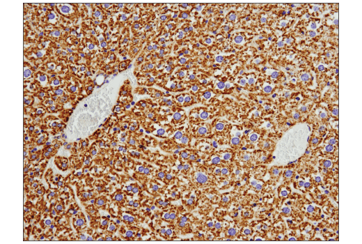 Immunohistochemistry Image 3: COX IV (D6I4K) Rabbit mAb (Rodent Specific)