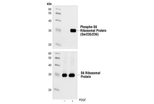 Western Blotting Image 1: Phospho-S6 Ribosomal Protein (Ser235/236) (91B2) Rabbit mAb (BSA and Azide Free)
