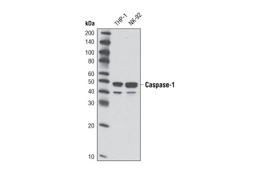 Western Blotting Image 1: Caspase-1 (D7F10) Rabbit mAb
