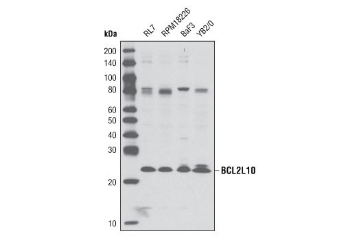Western Blotting Image 1: BCL2L10 Antibody