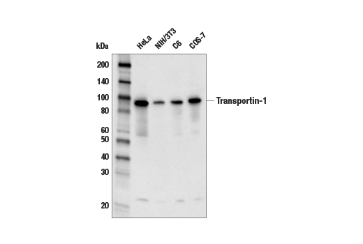 Western Blotting Image 1: Transportin-1 Antibody