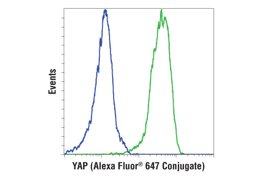 Flow Cytometry Image 1: YAP (D8H1X) XP® Rabbit mAb (Alexa Fluor® 647 Conjugate)