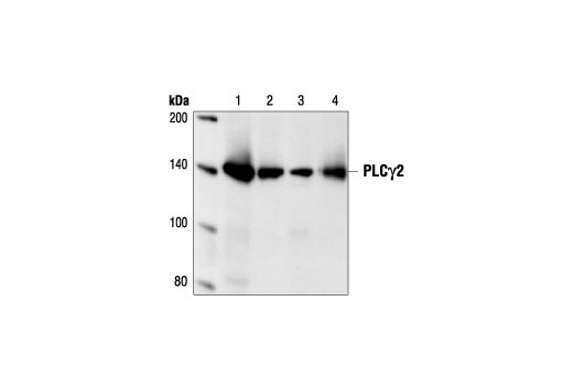 Western Blotting Image 1: PLCγ2 Antibody