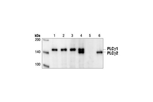 Western Blotting Image 2: PLCγ2 Antibody