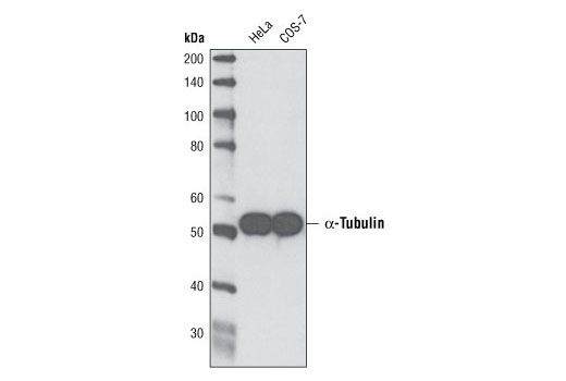 Western Blotting Image 1: α-Tubulin (DM1A) Mouse mAb