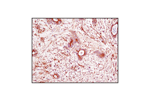 Immunohistochemistry Image 1: α-Tubulin (DM1A) Mouse mAb