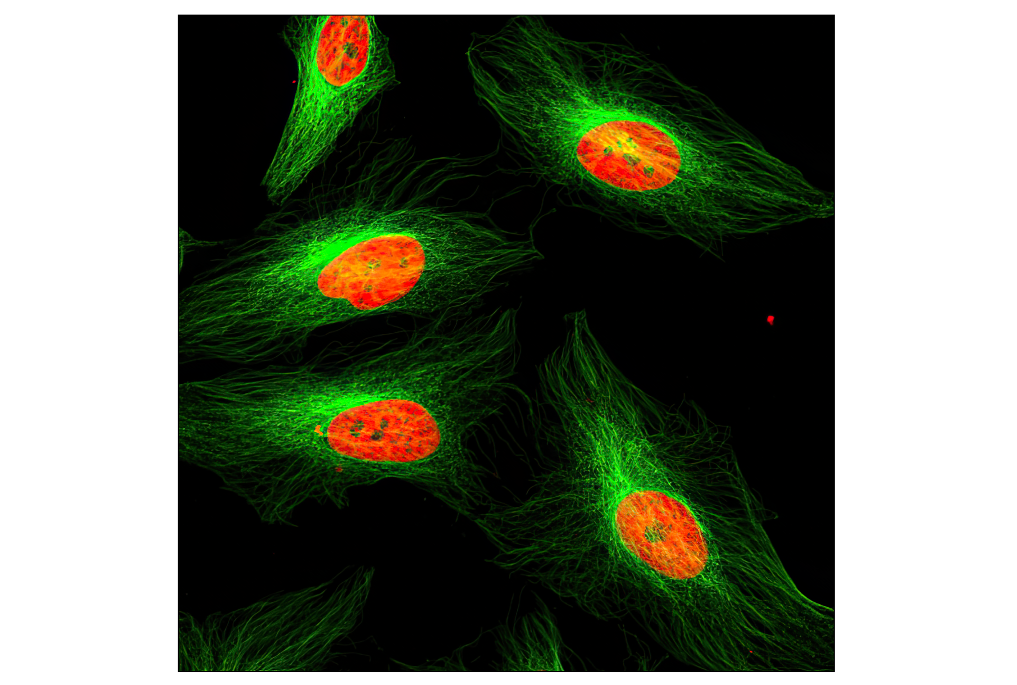 Immunofluorescence Image 1: α-Tubulin (DM1A) Mouse mAb