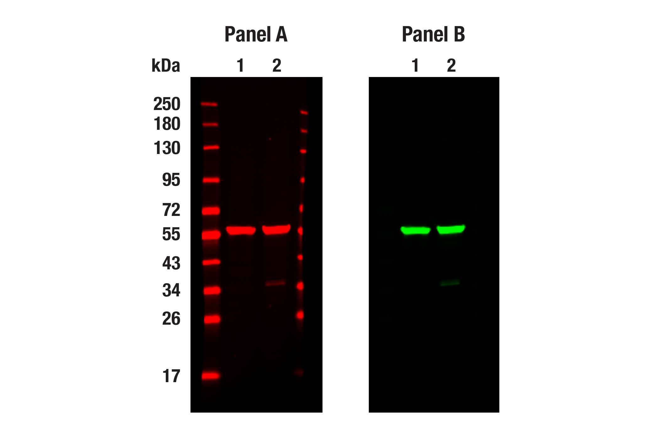Western Blotting Image 1: alpha-Tubulin (DM1A) Mouse Monoclonal Antibody