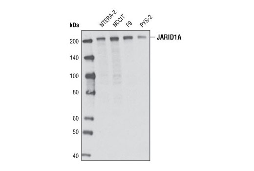  Image 3: JARID1/KDM5 Histone Demethylase Antibody Sampler Kit