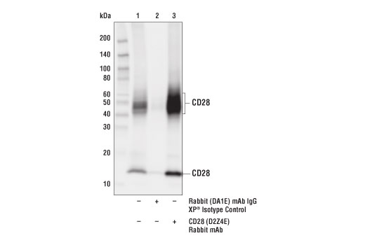 Immunoprecipitation Image 1: CD28 (D2Z4E) Rabbit mAb