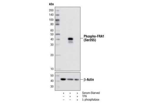 Western Blotting Image 1: Phospho-FRA1 (Ser265) Antibody