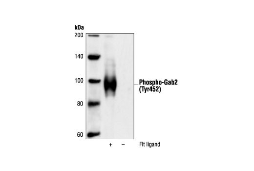 Western Blotting Image 1: Phospho-Gab2 (Tyr452) Antibody