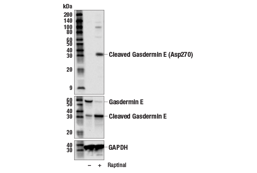 Western Blotting Image 2: Cleaved Gasdermin E (Asp270) Antibody