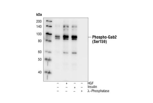 Western Blotting Image 1: Phospho-Gab2 (Ser159) Antibody