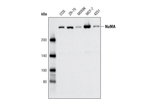 Western Blotting Image 1: NuMA Antibody